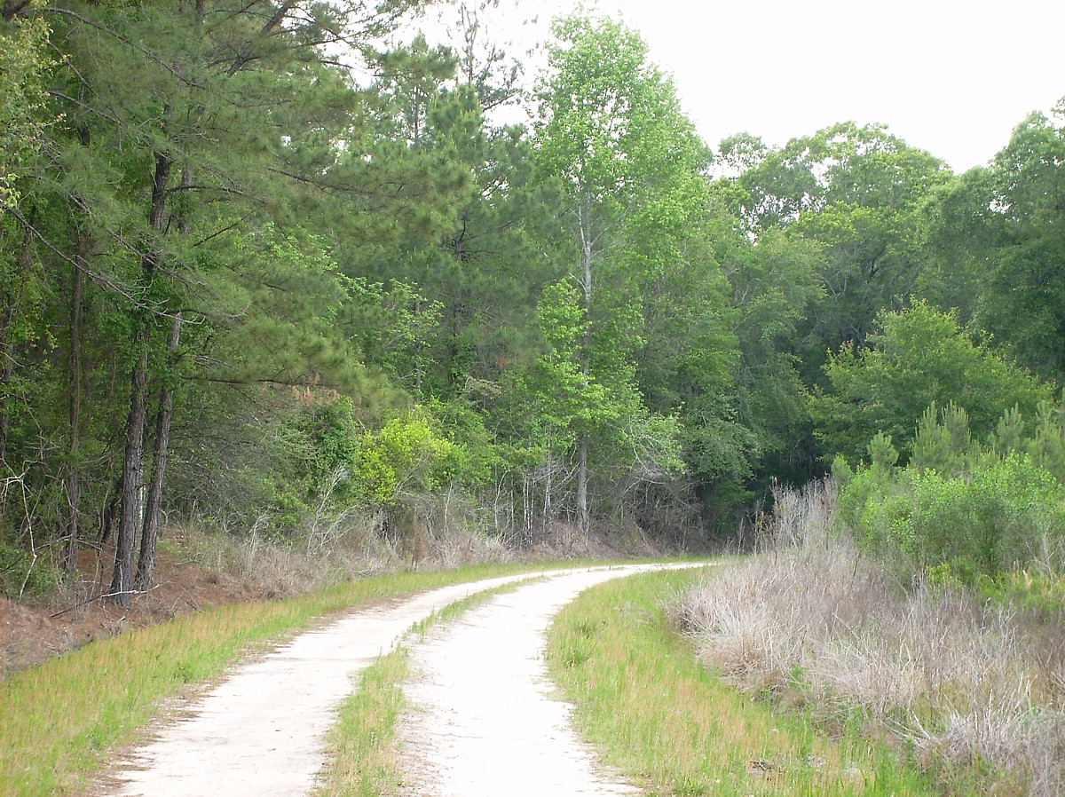 Ludowici to Collins, GA - Abandoned Rails